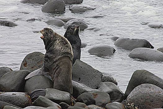 雄性动物,展示,普里比洛夫群岛,阿拉斯加