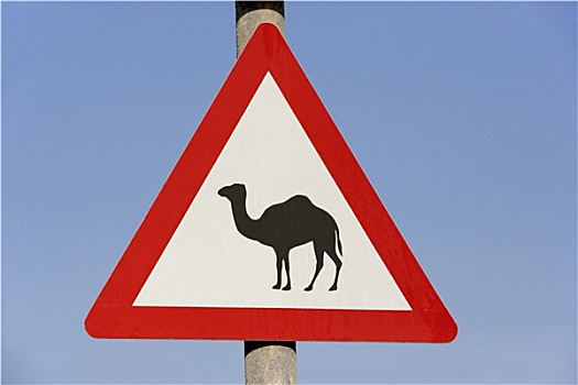 骆驼,签到,迪拜