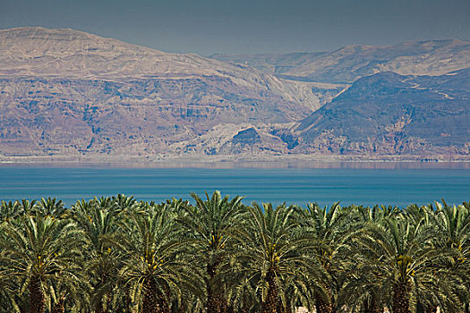 以色列,死海,棕榈树,小树林