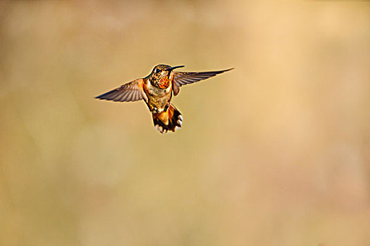 蜂鸟,棕煌蜂鸟,飞行