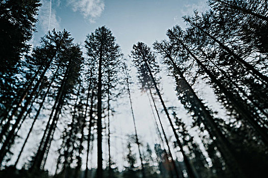 针叶树,哈尔茨山,国家公园