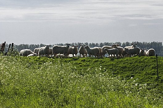 羊群,荷兰
