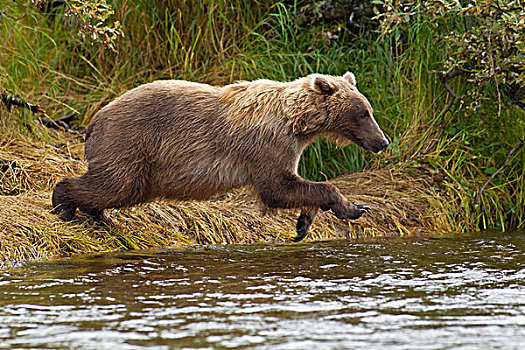 棕熊,跳跃,溪流,鱼,红大马哈鱼,卡特麦国家公园,西南方,阿拉斯加,夏天