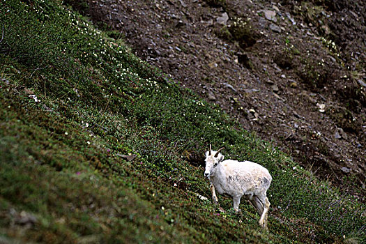 美国,阿拉斯加,德纳里峰国家公园,教堂山,野大白羊,雌性