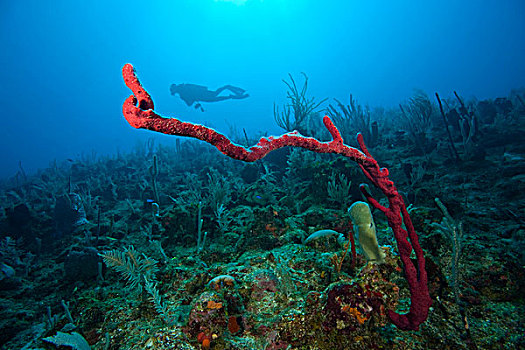 潜水,红色,海湾群岛,洪都拉斯,中美洲