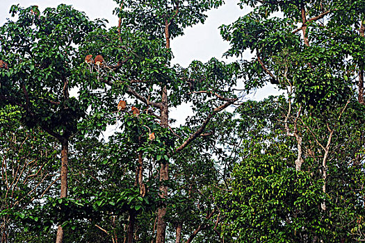 malaysia,borneo,kinabatangan,proboscis,monkey,in,the,trees