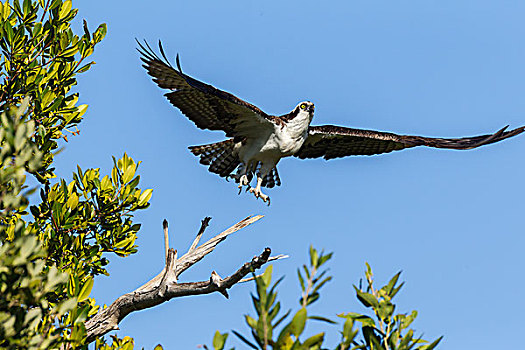 鱼鹰,飞起,国家野生动植物保护区,萨尼伯尔岛,佛罗里达,美国,北美