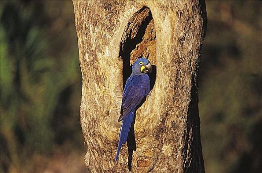 紫蓝金刚鹦鹉,巢,鹦鹉,蓝鸟,潘塔纳尔,巴西,南美,动物