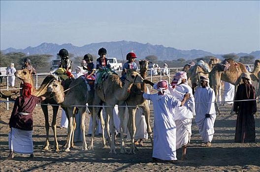 阿拉伯,骆驼,骑师,线条,就绪,开端,比赛,赛骆驼