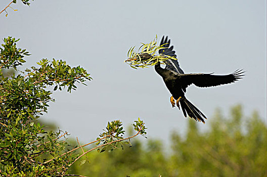 美洲蛇鸟,成年,飞行,巢,材质,佛罗里达,美国