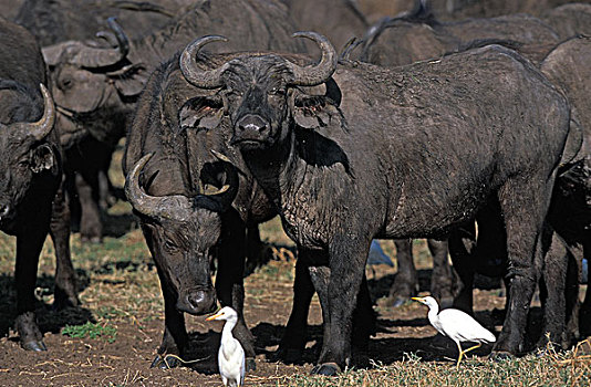 非洲水牛,牛背鹭,塞伦盖蒂,公园,坦桑尼亚