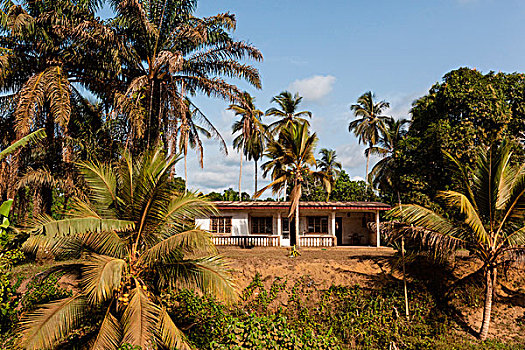 非洲,喀麦隆,建筑,棕榈树