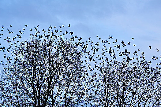 八哥,紫翅椋鸟,成群,候鸟,春天,中间,弗兰克尼亚,巴伐利亚,德国,欧洲
