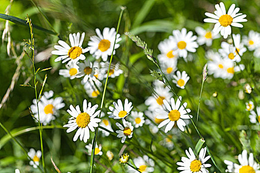 野外,雏菊,生长,夏日草地