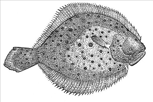 木刻,欧鲽,鲽,比目鱼,辐鳍鱼纲,鱼,眼睛,右边,斑点,1642年,文艺复兴