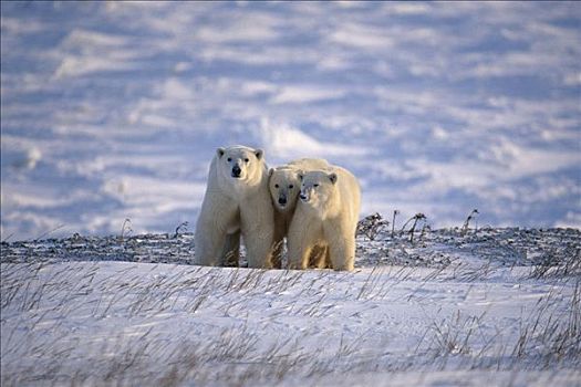 北极熊,姿势,照片,丘吉尔市,曼尼托巴,加拿大