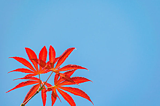 红枫叶背景素材