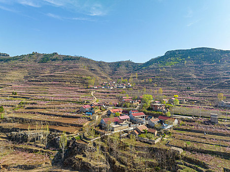 山东蒙阴岱崮地貌桃花盛开