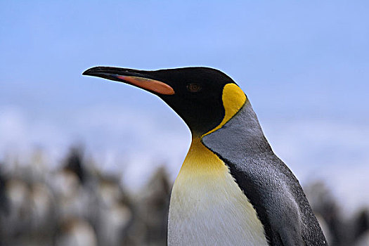 金色王企鹅图片