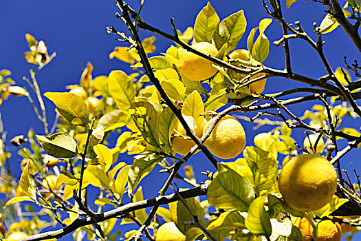 柠檬树,成熟,水果