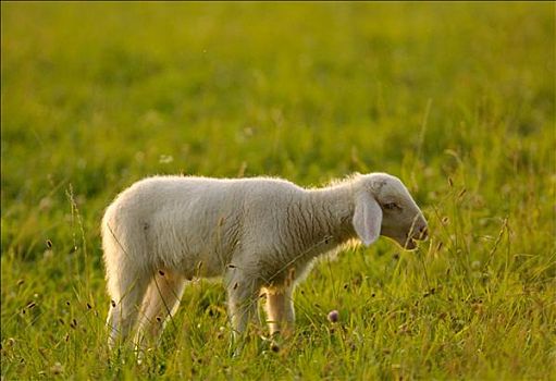 绵羊,草地,巴伐利亚,德国,侧面
