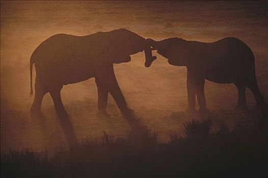 非洲象,一对,打斗,日落,纳米比亚