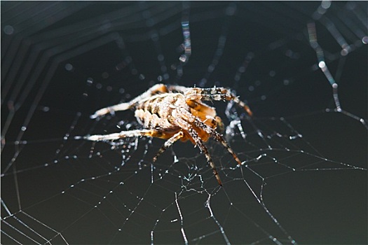 特写,欧洲园蛛,蜘蛛网
