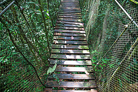 亚马逊河,自然公园,序列,吊桥,导航,丛林