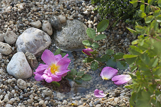 花,粉色,野玫瑰,水中,砾石