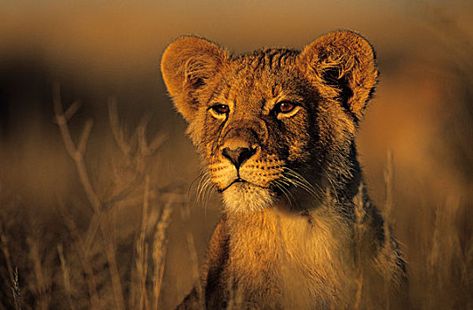 幼狮,狮子,肖像,卡拉哈迪大羚羊国家公园,卡拉哈里沙漠,南非,非洲