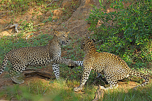两个,斯里兰卡,豹,斯里兰卡豹,打闹,国家公园,亚洲