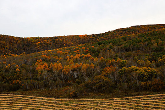 阿尔山