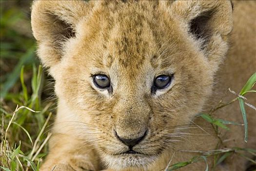 非洲狮,狮子,五个,星期,老,幼兽,肖像,脆弱,马赛马拉国家保护区,肯尼亚