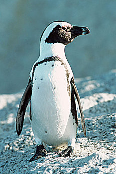 南非,岬角,半岛,黑脚企鹅