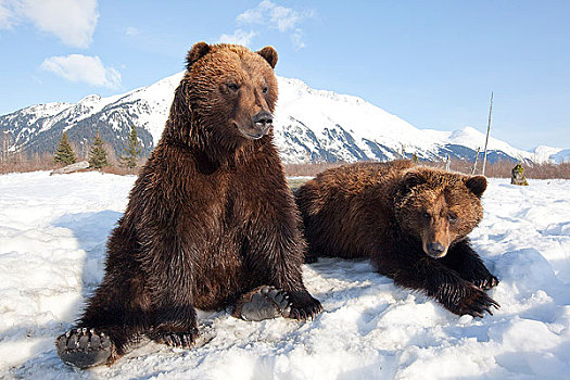 一对,成年,棕熊,放松,雪地,阿拉斯加野生动物保护中心,波蒂奇,阿拉斯加,冬天,俘获