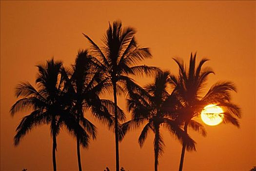 夏威夷,日落,棕榈树,太阳,球