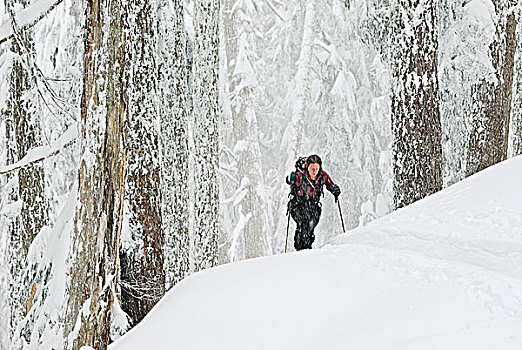女人,滑雪,向上,山,柏树,器具,西部,温哥华,不列颠哥伦比亚省,加拿大