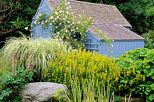 花园棚屋,种植,羽扇豆属,粉色