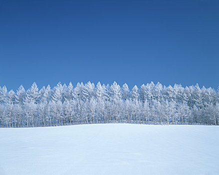 树挂,树林,雪原