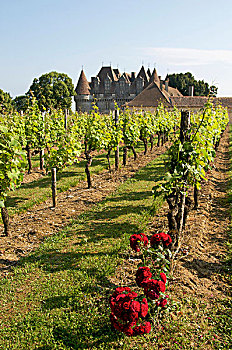 城堡,蒙巴齐亚克白葡萄酒,靠近,区域,阿基坦,法国,欧洲