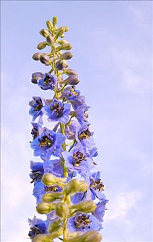 蓝花,燕草属植物,飞燕草,蓝天