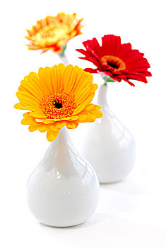 三个,花瓶,大丁草,花,隔绝,室内设计