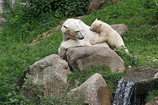 北极熊,女性,玩,幼兽,6个月,慕尼黑,上巴伐利亚,巴伐利亚,德国,欧洲