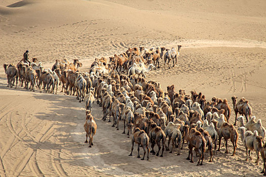 宁夏沙湖骆驼队
