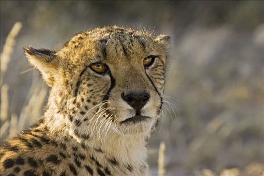 印度豹,猎豹,纳米比亚,非洲