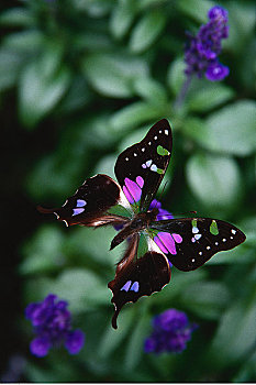 蝴蝶,花
