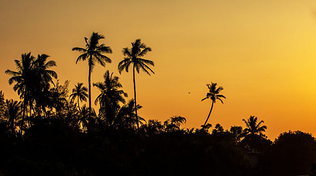 夕阳下,椰树林