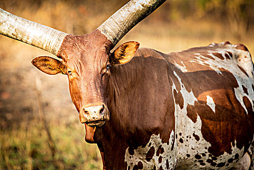 有角,母牛,乌干达