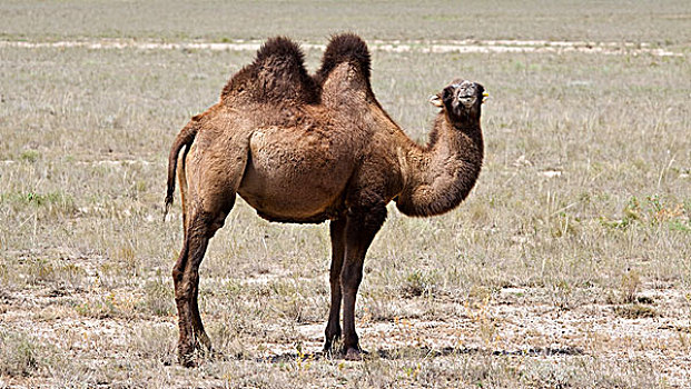 双峰骆驼,骆驼,草原,哈萨克斯坦,亚洲