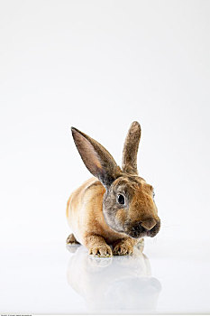 肖像,兔子